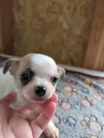 Johnny, a male Chihuahua for sale in Marion, VA – 1 of 3