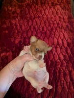 Davi, a male Chihuahua for sale in Marion, VA – 4 of 4