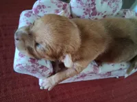 Mason, a male Chihuahua for sale in Marion, VA – 2 of 6