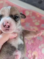 Elliot, a male Chihuahua for sale in Marion, VA – 3 of 4