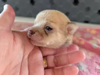Franklin, a male Chihuahua for sale in Marion, VA – 3 of 8