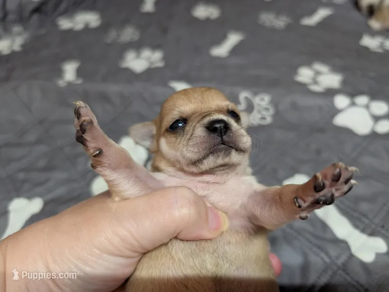 Andrea – Chihuahua puppy for sale in Marion, VA