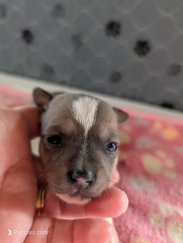 Emma – Chihuahua puppy for sale in Marion, VA