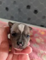 Emma, a female Chihuahua for sale in Marion, VA – 1 of 7