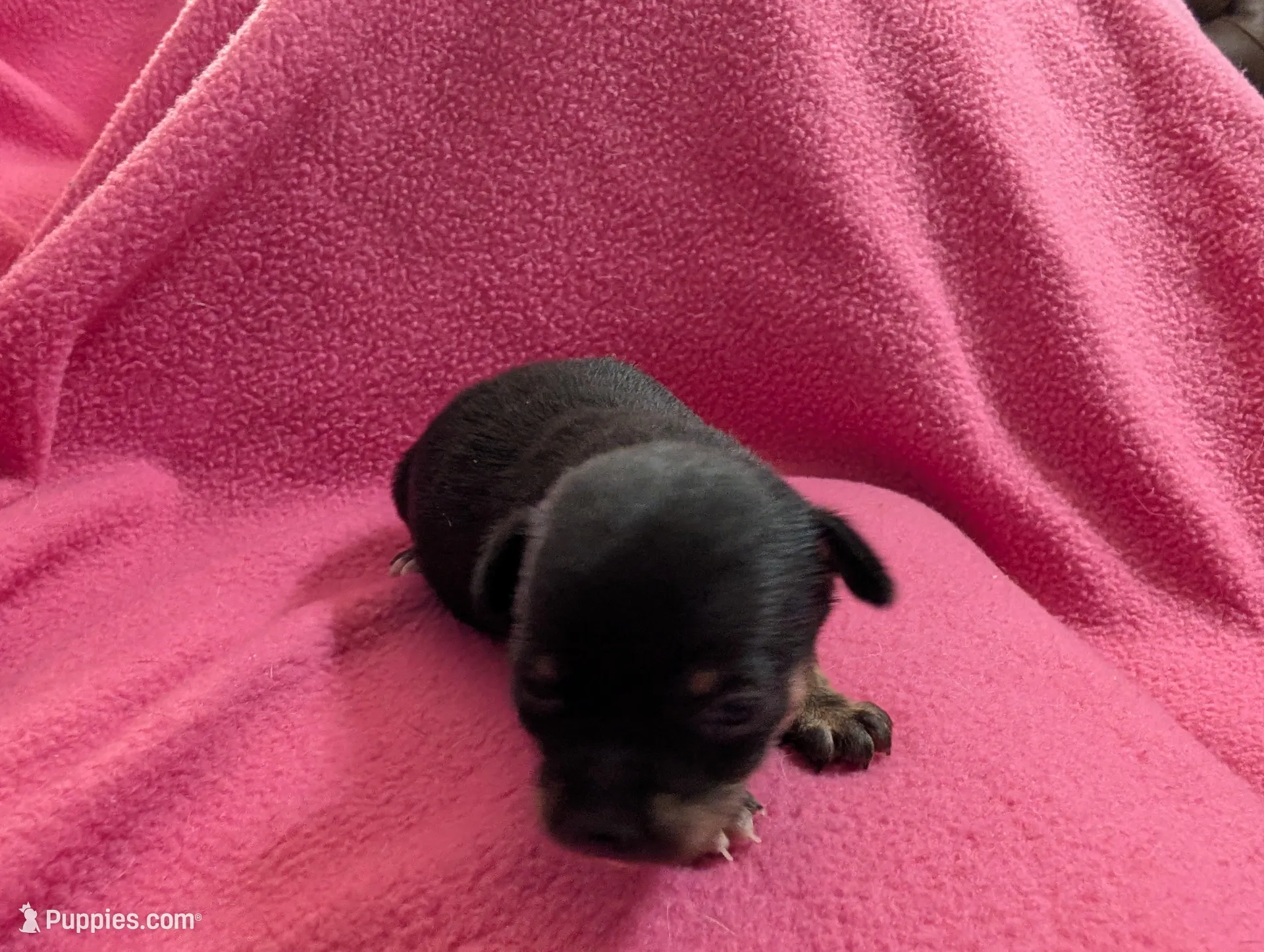 Willie  – Chihuahua puppy for sale in Marion, VA