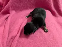 Willie , a male Chihuahua for sale in Marion, VA – Photo 2 of 2