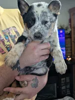 Ezekiel, a male Australian Cattle Dog for sale in Marion, VA – Photo 3 of 3