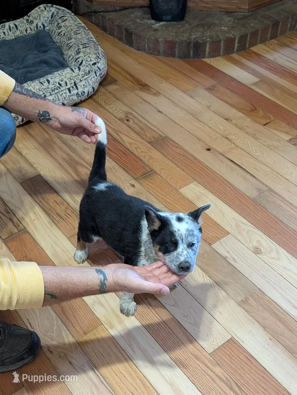 Ezekiel, a male Australian Cattle Dog for sale in Marion, VA – Photo 1 of 3