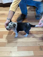 Ezekiel, a male Australian Cattle Dog for sale in Marion, VA – Photo 2 of 3