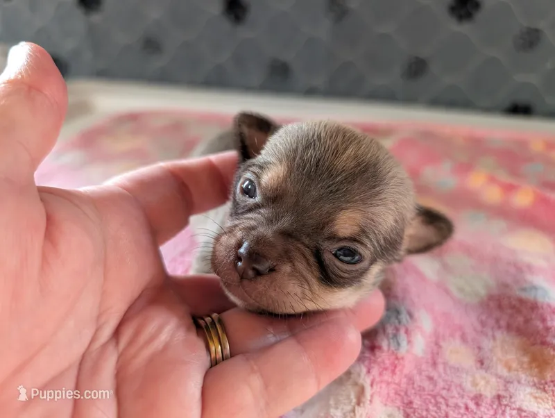 Fletcher, a male Chihuahua for sale in Marion, VA – 1 of 4
