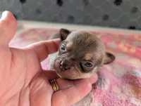 Fletcher, a male Chihuahua for sale in Marion, VA – 1 of 4