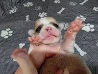 Andy, a male Chihuahua for sale in Marion, VA – 8 of 10