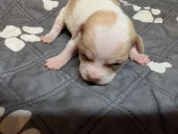 Andy, a male Chihuahua for sale in Marion, VA – 10 of 10