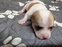 Andy, a male Chihuahua for sale in Marion, VA – 9 of 10