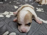 Andy, a male Chihuahua for sale in Marion, VA – 5 of 10