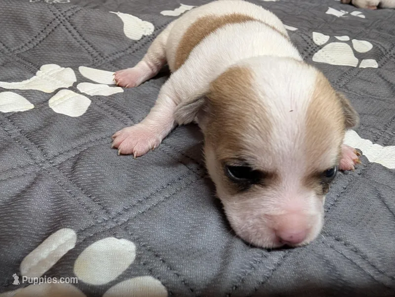 Andy – Chihuahua puppy for sale in Marion, VA