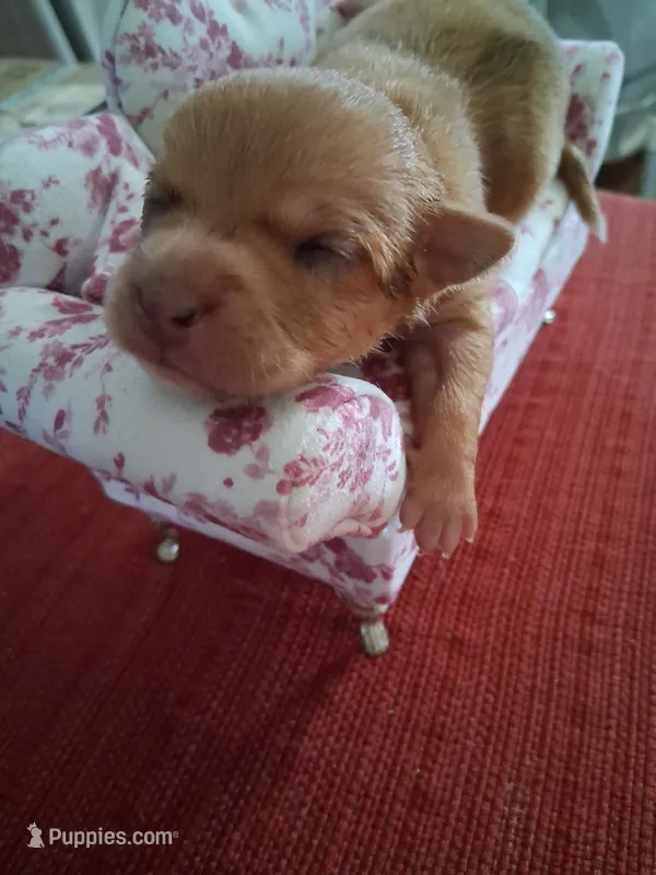 Mason – Chihuahua puppy for sale in Marion, VA
