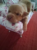 Mason, a male Chihuahua for sale in Marion, VA – 1 of 6