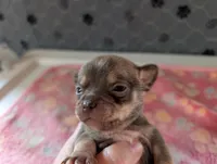Fletcher, a male Chihuahua for sale in Marion, VA – 4 of 4