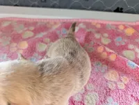 Franklin, a male Chihuahua for sale in Marion, VA – 5 of 8