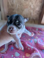 Millie, a female Chihuahua for sale in Marion, VA – 3 of 3