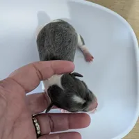 Talia, a female Chihuahua for sale in Marion, VA – Photo 4 of 4