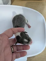 Talia, a female Chihuahua for sale in Marion, VA – Photo 4 of 4