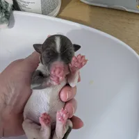 Talia, a female Chihuahua for sale in Marion, VA – Photo 3 of 4