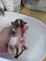 Talia, a female Chihuahua for sale in Marion, VA – Photo 3 of 4