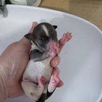 Talia, a female Chihuahua for sale in Marion, VA – Photo 2 of 4