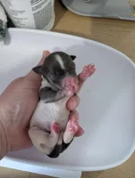 Talia, a female Chihuahua for sale in Marion, VA – Photo 2 of 4