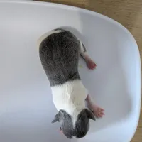 Talia, a female Chihuahua for sale in Marion, VA – Photo 1 of 4