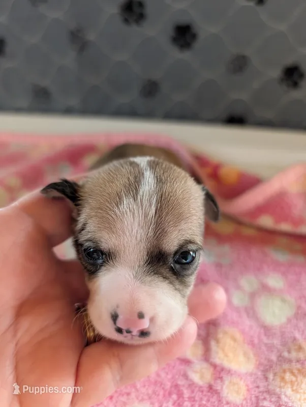 Elliot – Chihuahua puppy for sale in Marion, VA