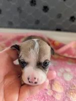 Elliot, a male Chihuahua for sale in Marion, VA – 1 of 4