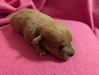 Xeno, a male Chihuahua for sale in Marion, VA – Photo 2 of 4