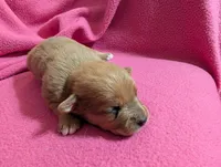 Xeno, a male Chihuahua for sale in Marion, VA – Photo 3 of 4