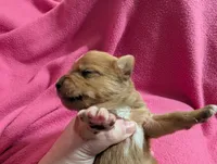 Xeno, a male Chihuahua for sale in Marion, VA – Photo 4 of 4