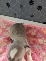 Emma, a female Chihuahua for sale in Marion, VA – 6 of 7