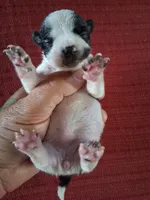 Marina, a female Chihuahua for sale in Marion, VA – 2 of 3