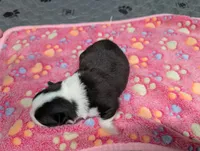 Colton, a male Chihuahua for sale in Marion, VA – 2 of 4