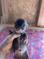 Max, a male Chihuahua for sale in Marion, VA – 2 of 6