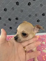 Arrow, a male Chihuahua for sale in Marion, VA – 1 of 8
