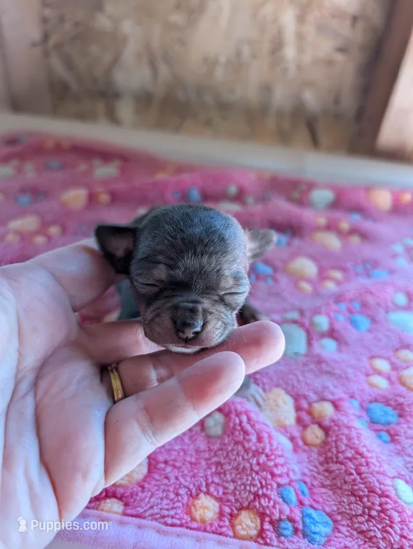 Mia – Chihuahua puppy for sale in Marion, VA