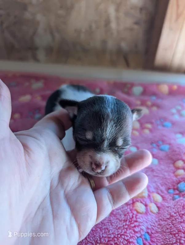 Millie – Chihuahua puppy for sale in Marion, VA