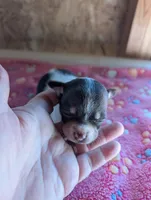 Millie, a female Chihuahua for sale in Marion, VA – 1 of 3