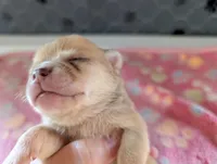 Franklin, a male Chihuahua for sale in Marion, VA – 6 of 8