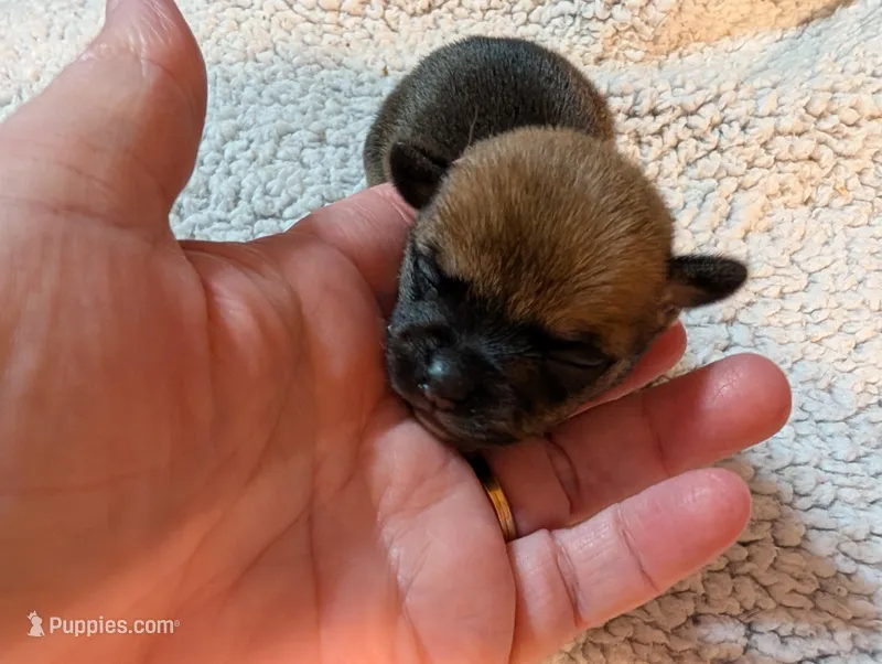 Valerie , a female Chihuahua for sale in Marion, VA – Photo 1 of 2