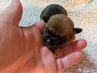 Valerie , a female Chihuahua for sale in Marion, VA – Photo 1 of 2