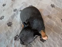 Yanis , a male Chihuahua for sale in Marion, VA – Photo 3 of 4