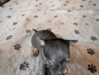 Yanis , a male Chihuahua for sale in Marion, VA – Photo 4 of 4